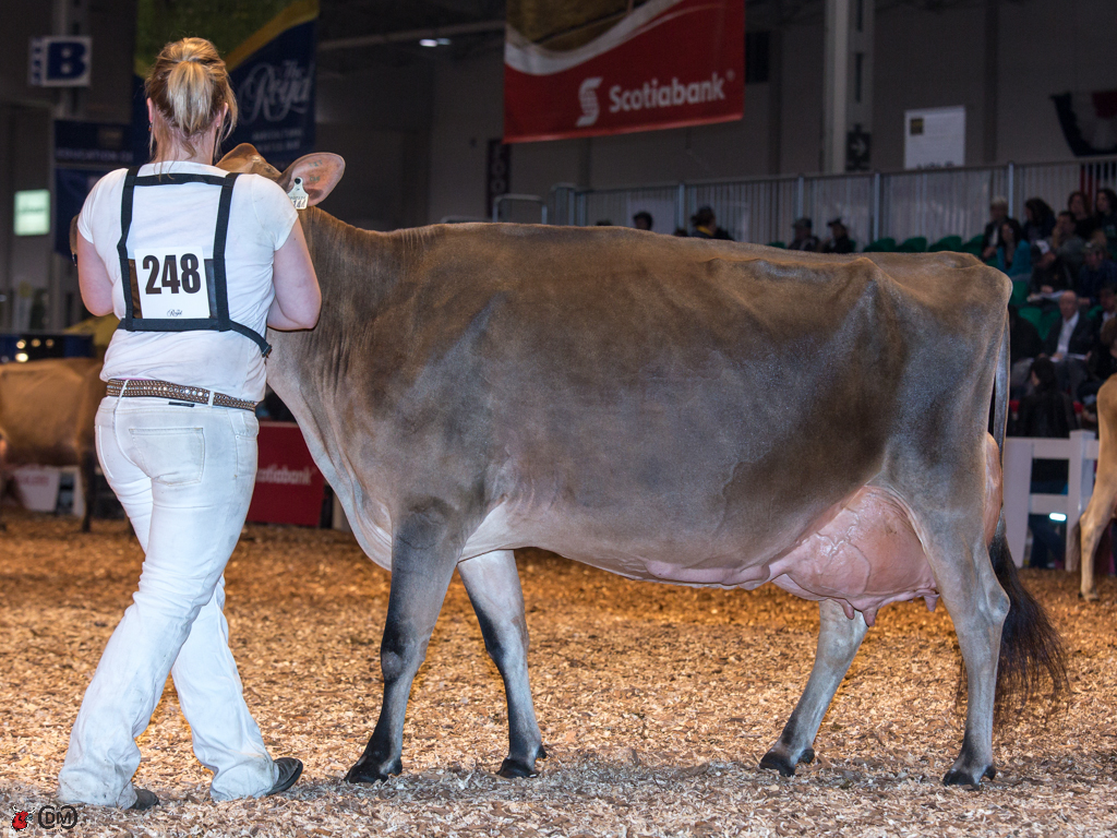 Royal Winter Fair 2013 Jersey Cow Classes The Bullvine The