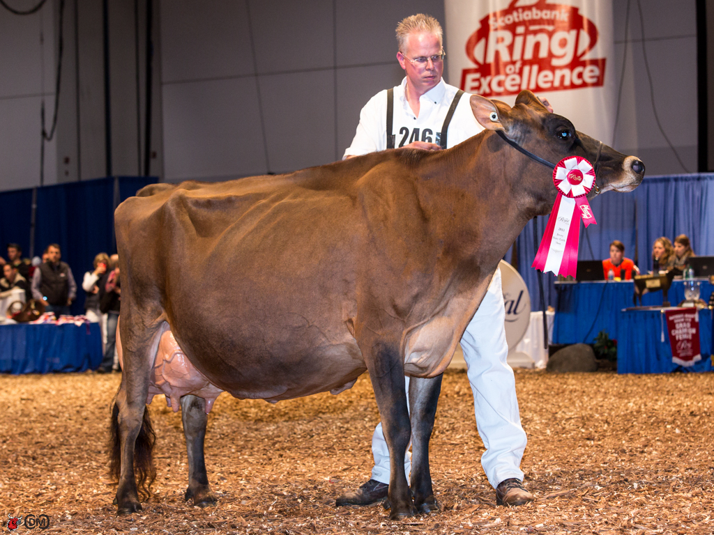 Royal Winter Fair 2013 Jersey Cow Classes The Bullvine The