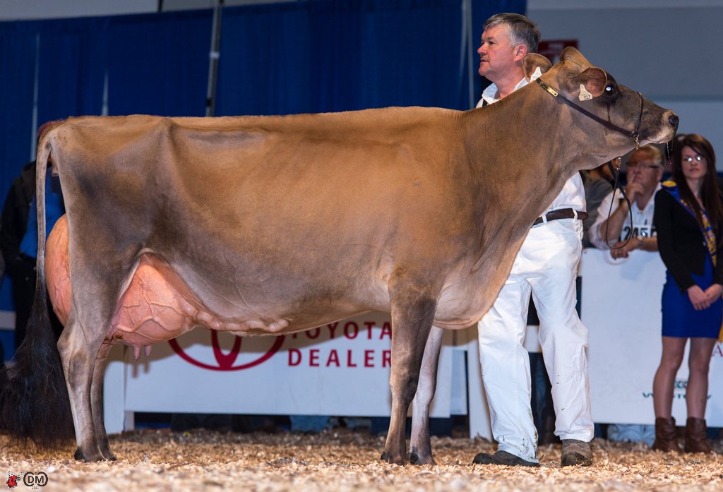 Royal Winter Fair 2013 Jersey Cow Classes The Bullvine The