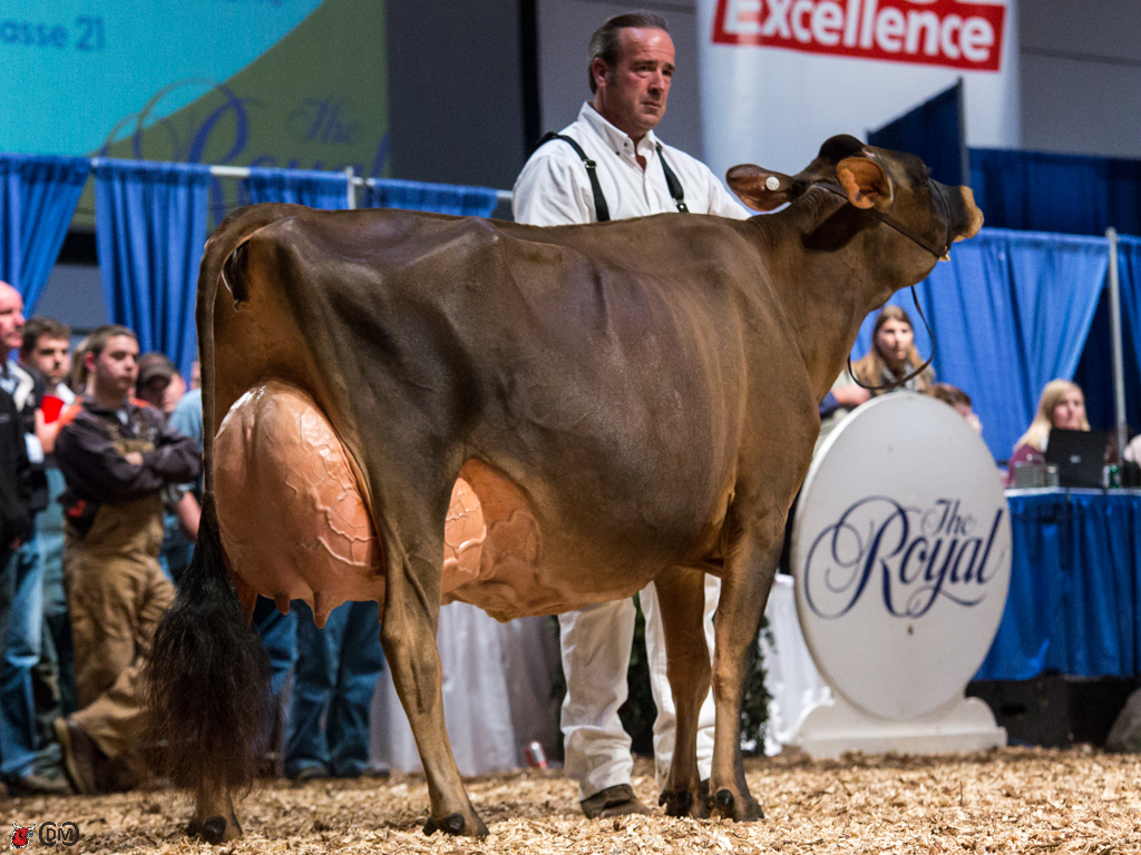 Royal Winter Fair 2013 Jersey Cow Classes The Bullvine The