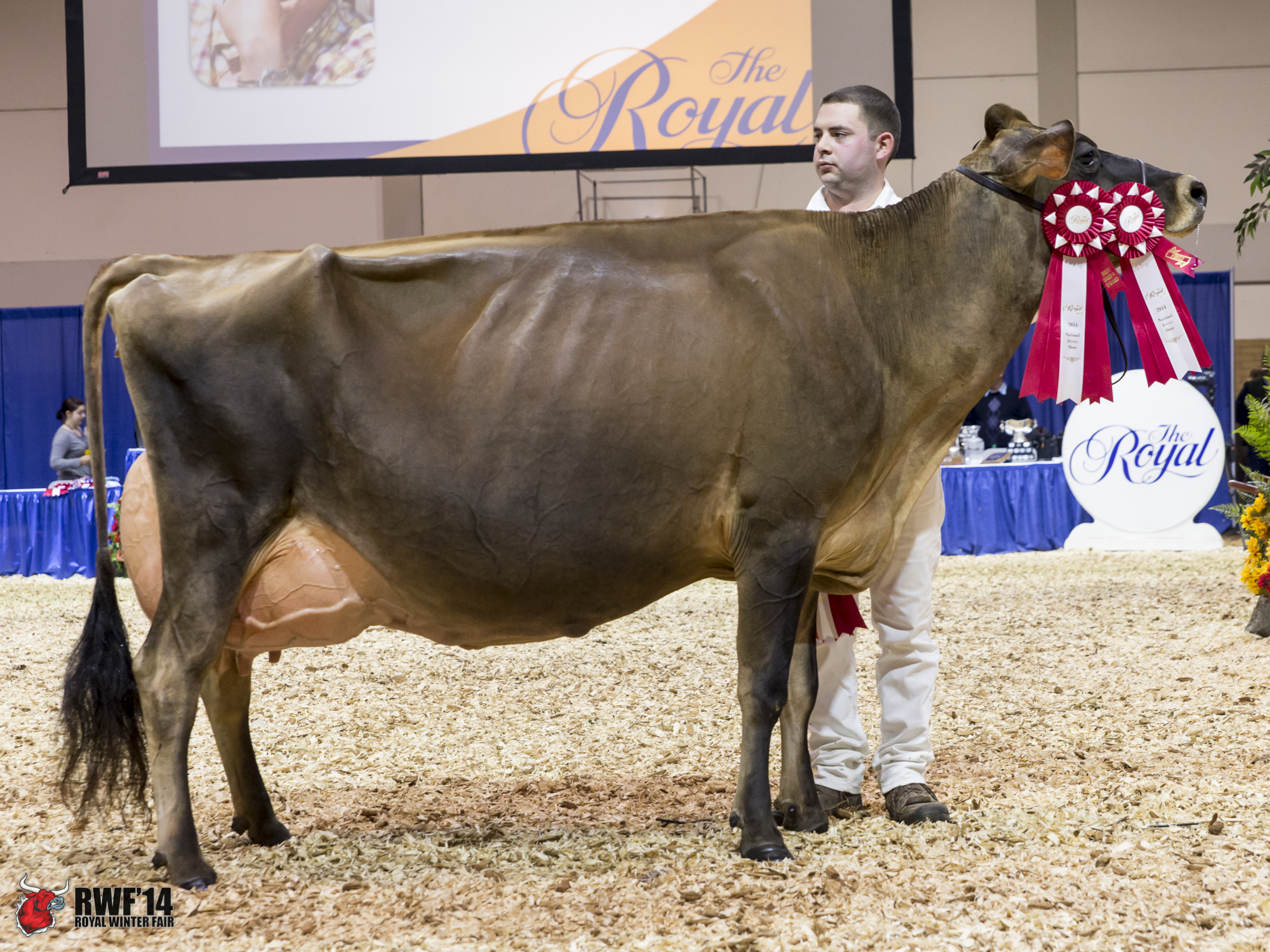 1. (BO & BU) Arethusa Response Vivid (Response), Arethusa Farm, CT