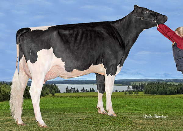 EASTSIDE LEWISDALE G PERFECT 	 VG-87-2YR-CAN 