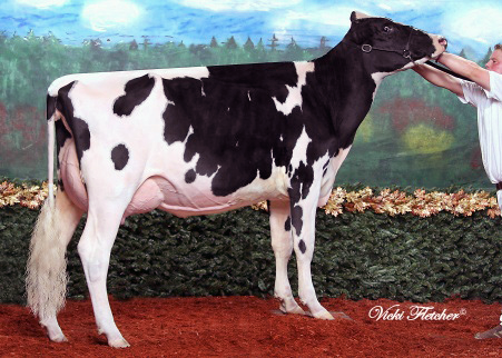 JACOBS DUNDEE VOLTAGE VG-89-3YR-CAN