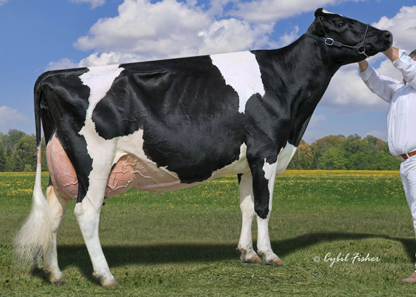LYLEHAVEN LILA Z EX-94-CAN      9*