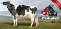 Stadacona Outside Abel: 2011 Canadian Cow of the Year Nominee