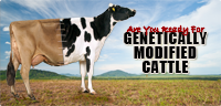 Are You Ready For Genetically Modified Cattle?