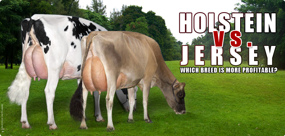 Wind had het niet door vleugel Holstein vs. Jersey: Which Breed Is More Profitable? :: The Bullvine - The  Dairy Information You Want To Know When You Need It