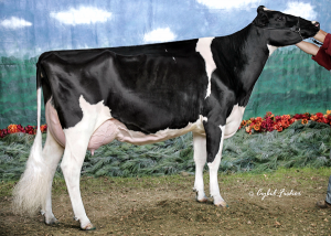MD-DELIGHT DURHAM ATLEE EX-92-4YR-USA DOM GMD 2* - dam of Atwood