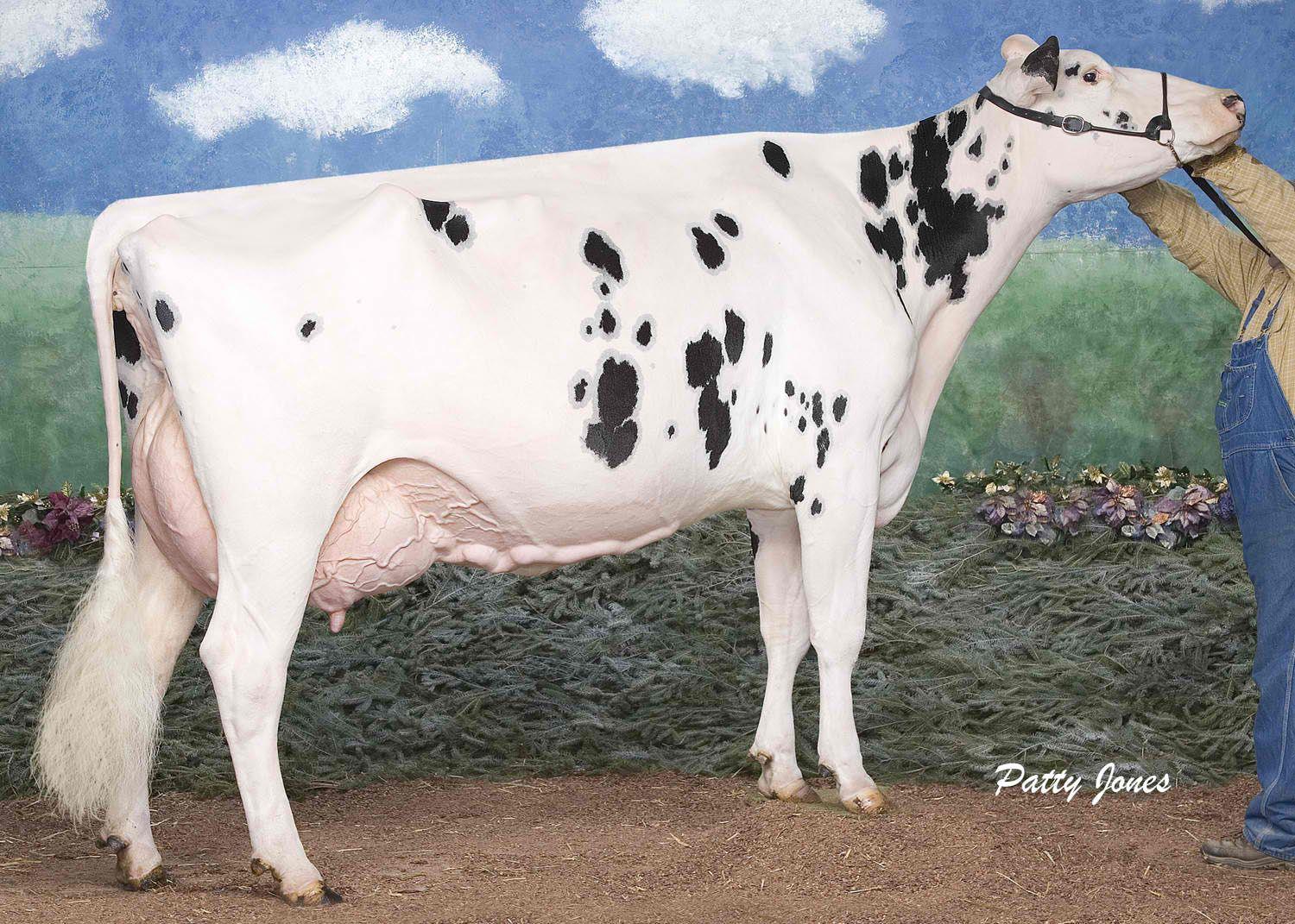 Dairy Cattle Classification The Bullvine The Dairy Information You