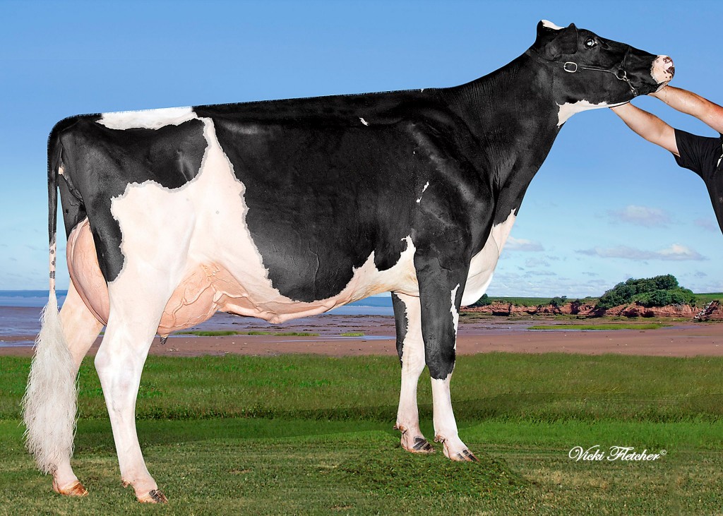 Grand Champion Weeksdale Goldwyn Raleigh (Braedale Goldwyn), Weeksdale
