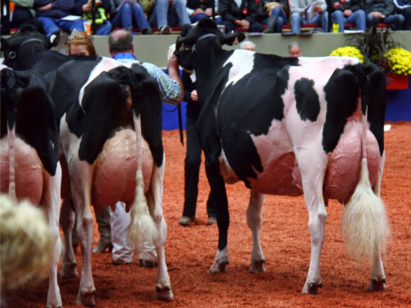 Aged Cow Class - World Dairy Expo 2012