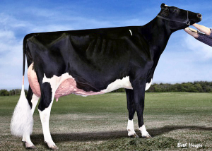 COOKVIEW GOLDWYN MONIQUE VG-89-3YR-CAN  - dam of lot 5