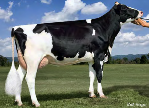 GLEN-TOCTIN BOLT LUCILLE VG-87 - one of the dams selected for the ART program
