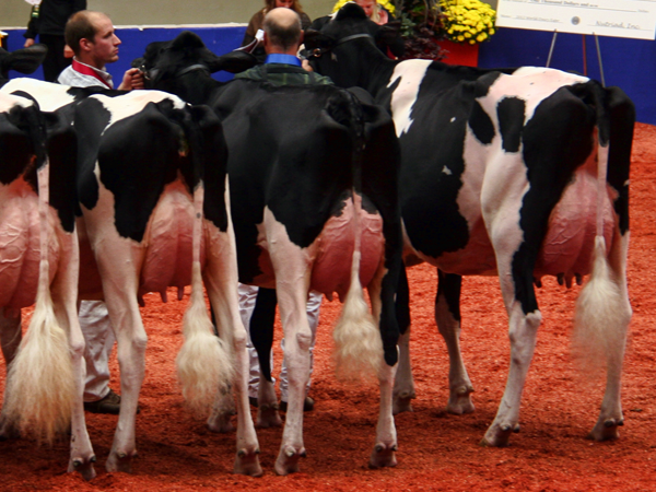 Jr 2 year old class - 2012 World Dairy Expo