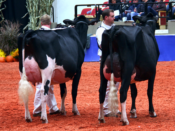 Arethusa Jasper Velour (Right) and Jacobs Goldwyn Valana (left) - World Dairy Expo 2012