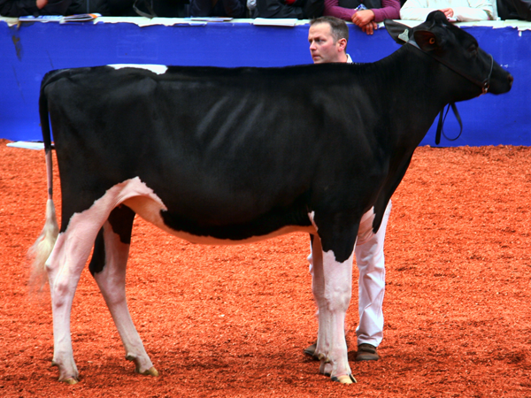 Lafontaine Aftershock Arrie - 2012 Breeder's Choice Winter Yearling Heifer