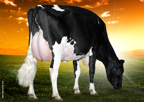 MS CHASSITY GOLDWYN CASH VG-87-2YR-CAN - daugher of Chassity
