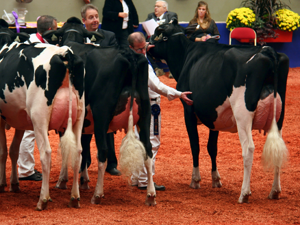 Milking Yearling Class - World Dairy Expo 2012