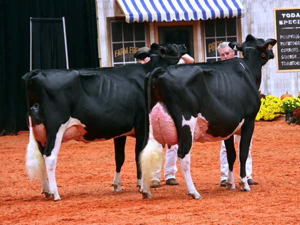 Cookview Goldwyn Monique (Right ) and Whittier Farms Jasp Kinetic (Left) - World Dairy Expo 2012