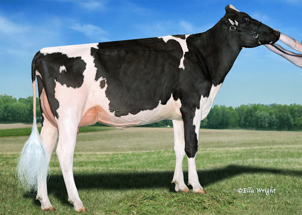 RAVENBROOK SHAQUILLE BUNNY VG-87-2YR-CAN - daughter of Barbara