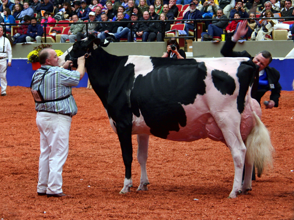 RF Goldwyn Hailey - Grand Champion World Dairy Expo 2012