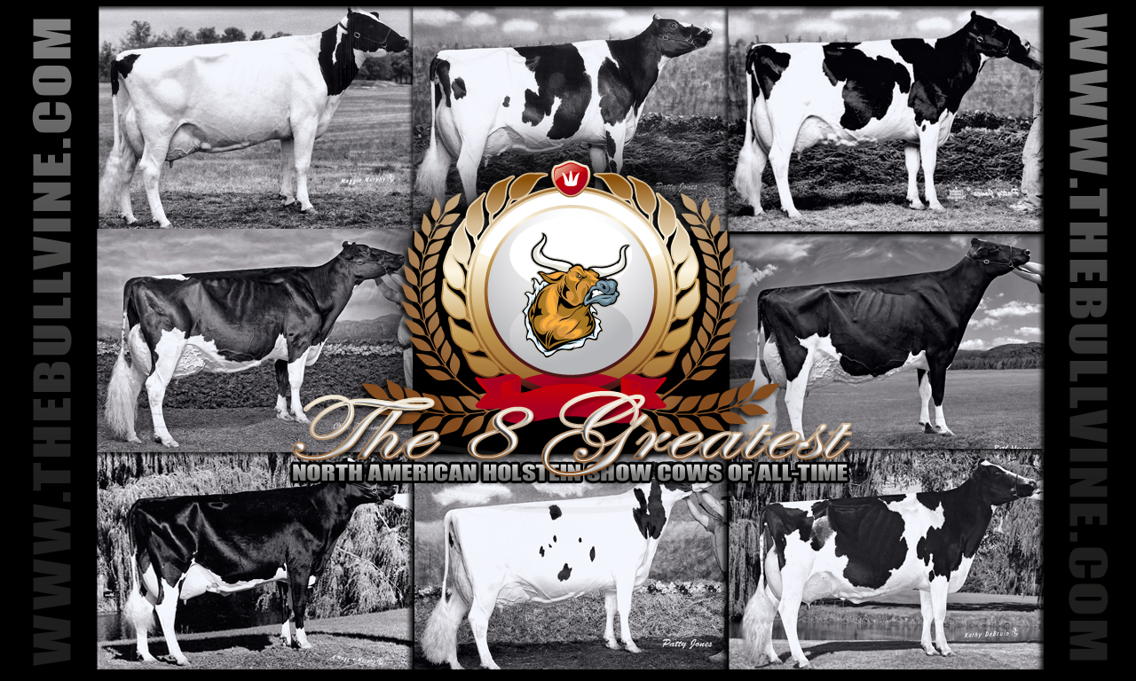 The 8 Greatest Show Cattle of All Time - Wallpaper