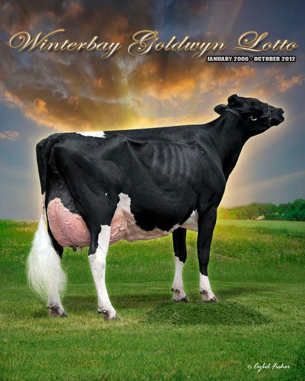 Winterbay Goldwyn Lotto - January 2006 - October 2012