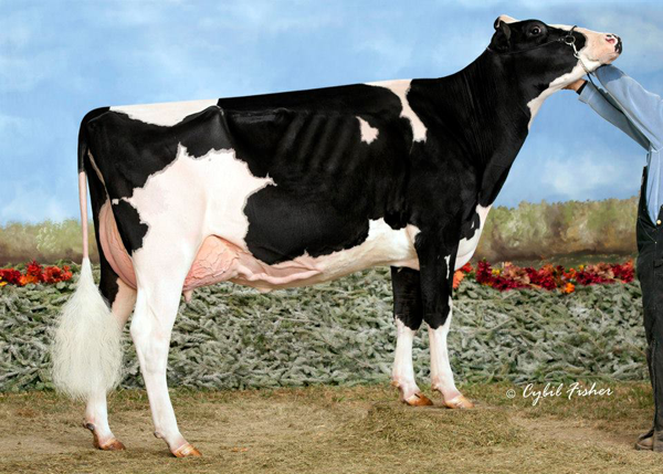 BVK Atwood Arianna-ET VG-89 1st Jr 2-Year-Old/B&O/Best Udder WDE 2012 Owned with Frank & Diane Borba