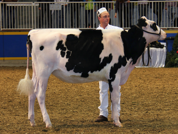 CO-VALE FEVER CAMILA - 1st place Summer Yearling 2012 RAWF