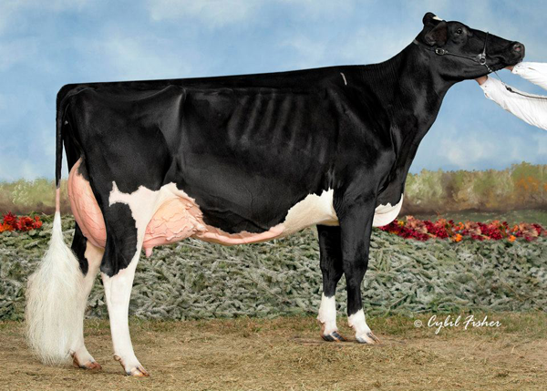 Cookview Goldwyn Monique EX-92 EX-95 MS Reserve Grand Champion, Intermediate Champion, 1st Sr 3-Year-Old/Best Udder Owned with Joe & Amber Price