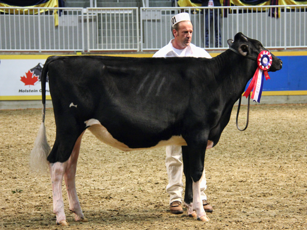 MD-DUN-LOAFIN LAUTH ELLI- 2012 Breeder's Choice Fall Heifer Calf