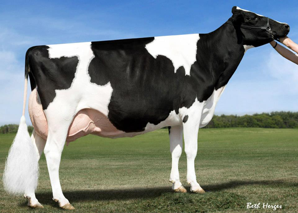 Ms Dundee Belinda-ET EX-94 EX-94 MS 3rd 5-Year-Old/1st Bred & Owned