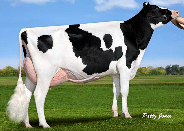 OCONNORS PLANET LUCIA VG-86-2YR-CAN