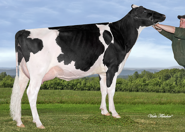 ROCKYMOUNTAIN GOLD WISHES VG-89-2YR-CAN
