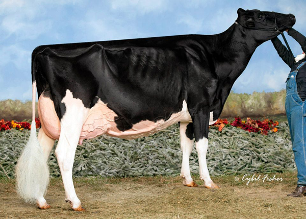 RockyMountain Talent Lisorice EX-95 All-Canadian 2012 & 2011 All-American 2011