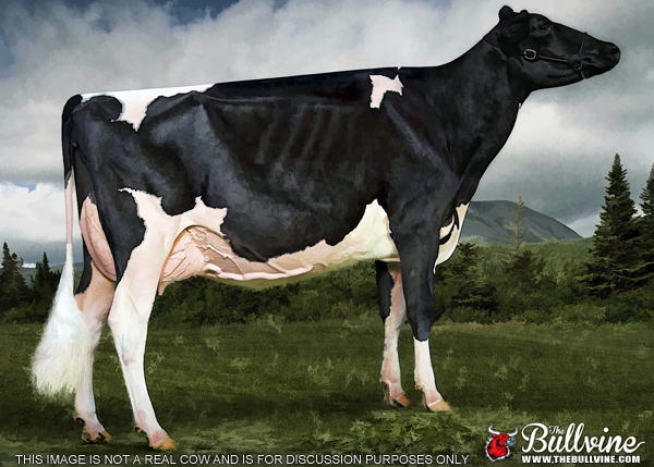 The Bullvine Holstein Model 2yr