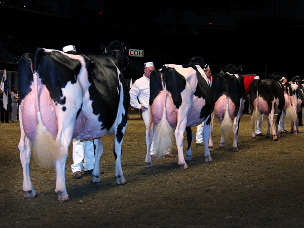 Grand Champion Selection at the 2012 Royal Winter Fair.  All sired by Braedale Goldwyn