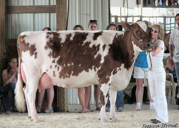 Frannie and Beverly Supreme at Skowhegan State Fair (Oldest Continueing Fair in The World)