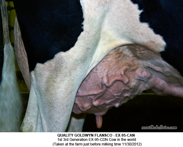 QUALITY GOLDWYN FLANSCO - EX-95-CAN  1st 3rd Generation EX-95-CDN Cow in the world  (Taken at the farm just before milking time 11/30/2012)