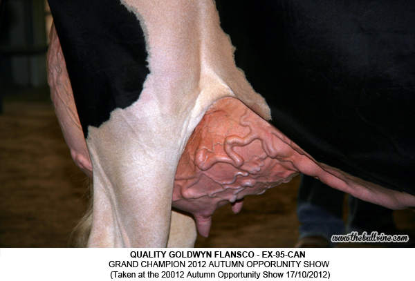 QUALITY GOLDWYN FLANSCO - EX-95-CAN  Grand CHAMPION 2012 AUTUMN OPPORUNITY SHOW  (Taken at the 20012 Autumn Opportunity Show 17/10/2012)
