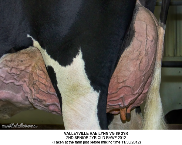 Valleyville Rae Lynn VG-89-2YR 2nd Senior 2yr old RAWF 2012  (Taken at the farm just before milking time 11/30/2012)