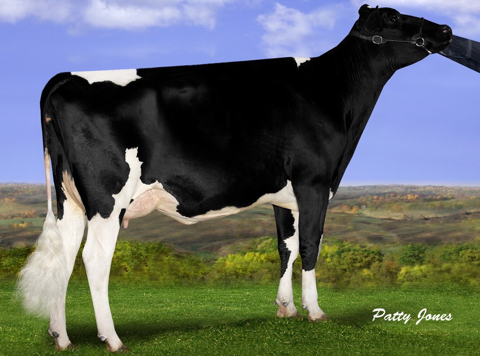 Venture Man O Man Pretty P (VG-86-2y), a polled, Red carrier 2-year-old “Man-O-Man” heifer from the Roxy family, sold for $106,000 to Superior Polled Genetics, Woodville, Ont. 
