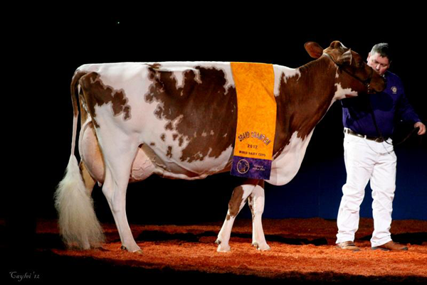 Francesca being shown by close friend Jim Strout during the Supreme Champion Parade at the 2012 WDE