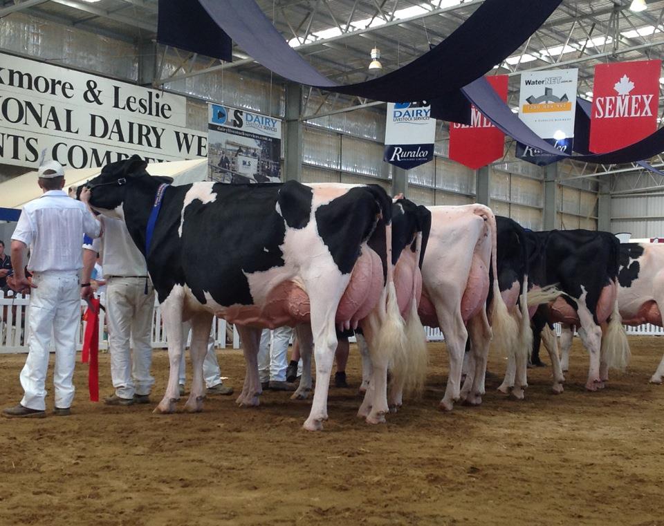 Grand Champion Cow - Elm Banks Polly Wolly 