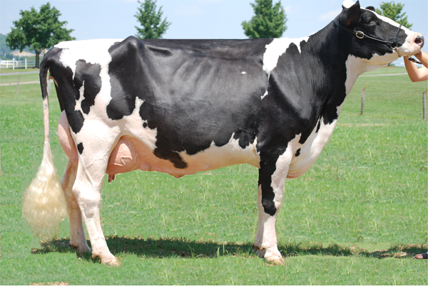 Sr. and Grand Champion - Faw-Valley Gibson Fanny-ET, exhibited by James and LaVaun Janney