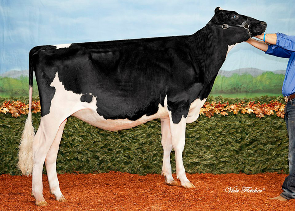 JACOBS ATWOOD LILLY BOY - 2012 Breeder's Choice Spring Yearling Heifer