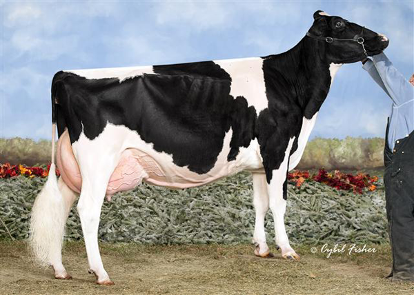 T-TRIPLE-T GOLD PRIZE EX92 1st 4 Year Old, 1st Udder 2012 WDE Unanimous All-American Winter Yearling 2009 All-Canadian Winter Yearling 2009 1st Winter Yearling & Junior Champion 2009 RAWF and WDE
