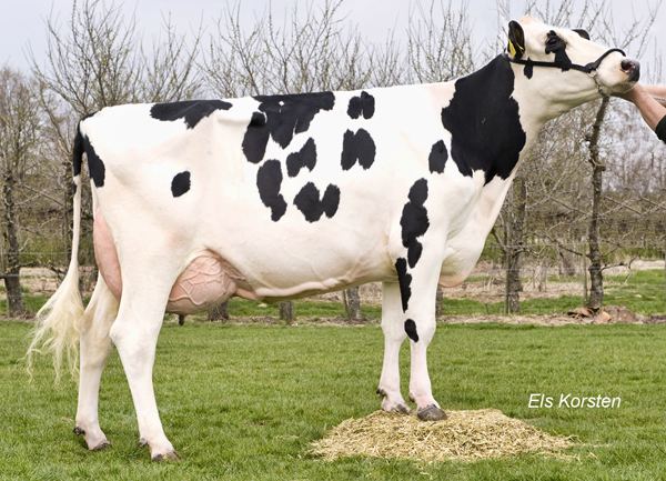 BAXTER LILAC Z VG-88-2YR Baxter Daughter of Lilac in Germany