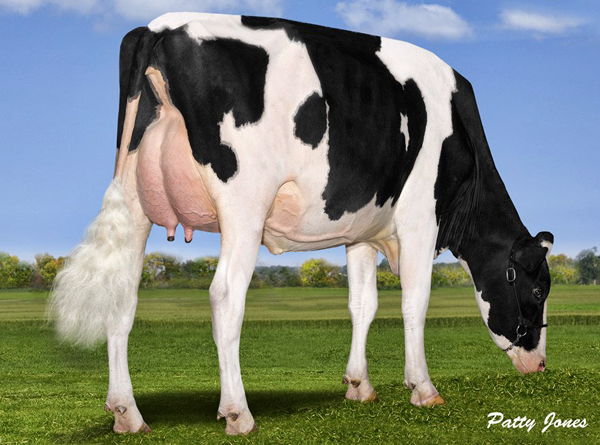 MAPEL WOOD M O M LUCY GP-84-2YR-CAN Lilac's highest DGV daughter by Man-O-Man