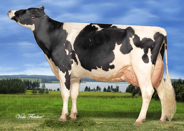 STADACONA OUTSIDE ABEL VG-88-4YR-CAN      29* 2011 Canadian Cow of the Year Finalist Dam of Missy